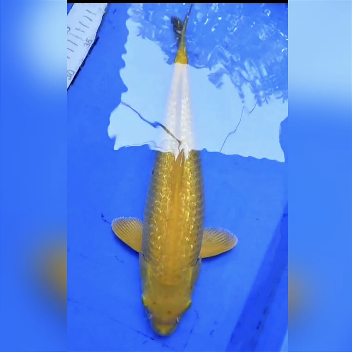 KARASHI GINRIN JUMBO 40cm
