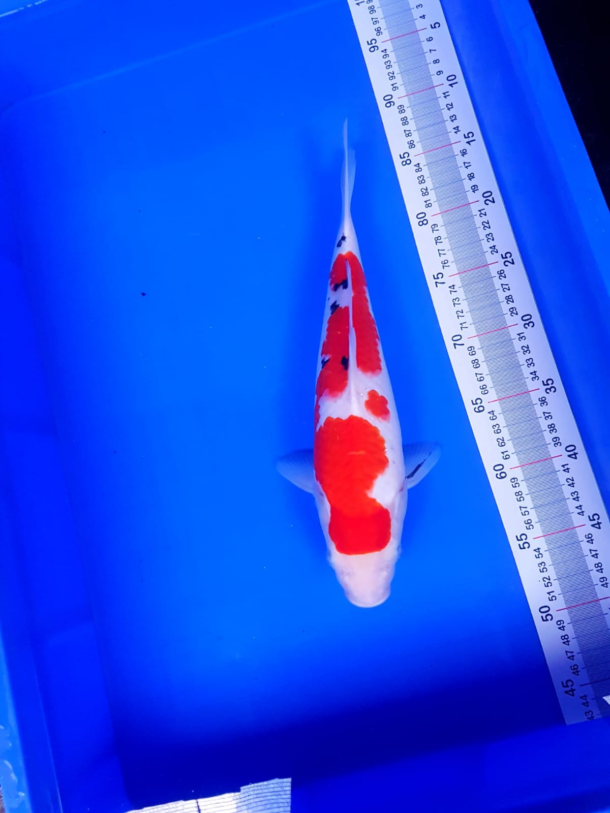 TAISHO SHANKE 35cm
