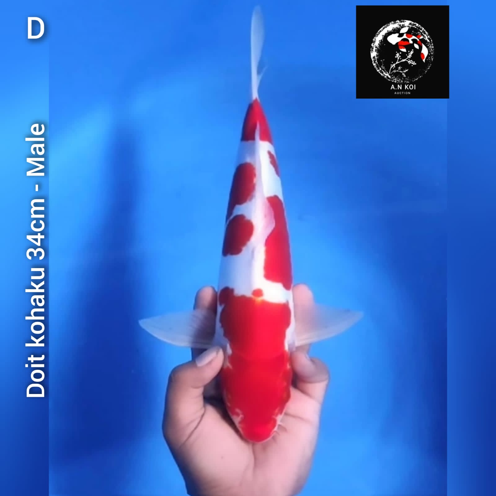 DOIT KOHAKU 34cm