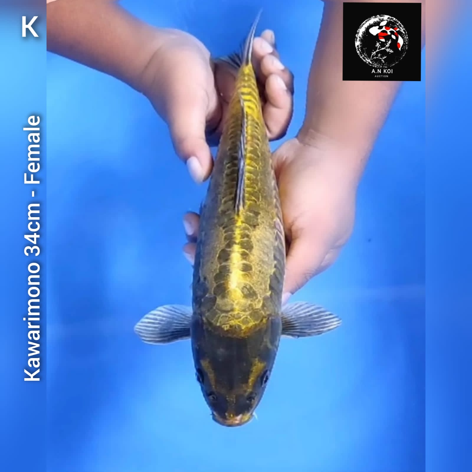 KAWARIMONO 34cm
