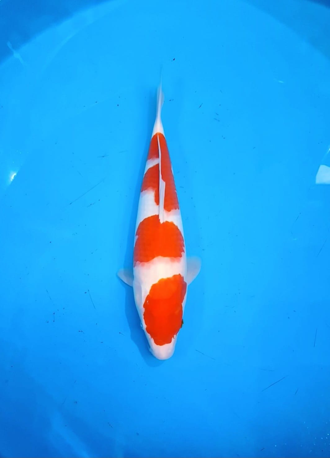KOHAKU 38cm