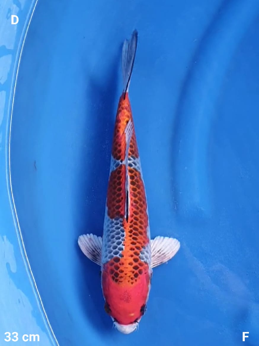 KUJAKU GOOD SKIN 33cm