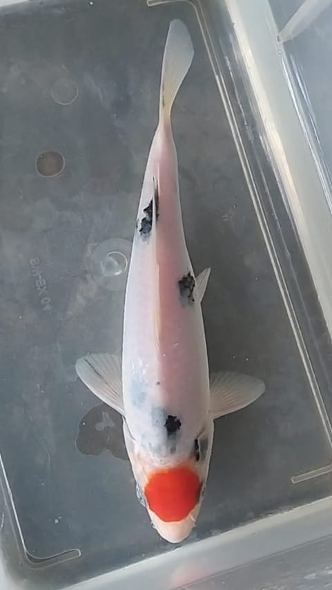 TANCHO SANKE 20cm
