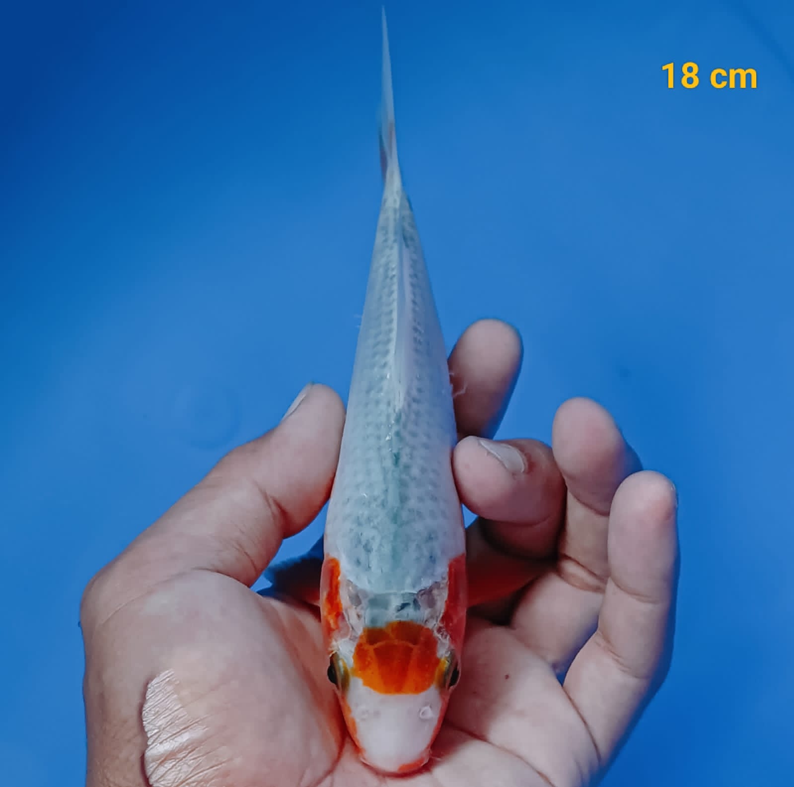 MINION TANCHO ASAGI 18cm