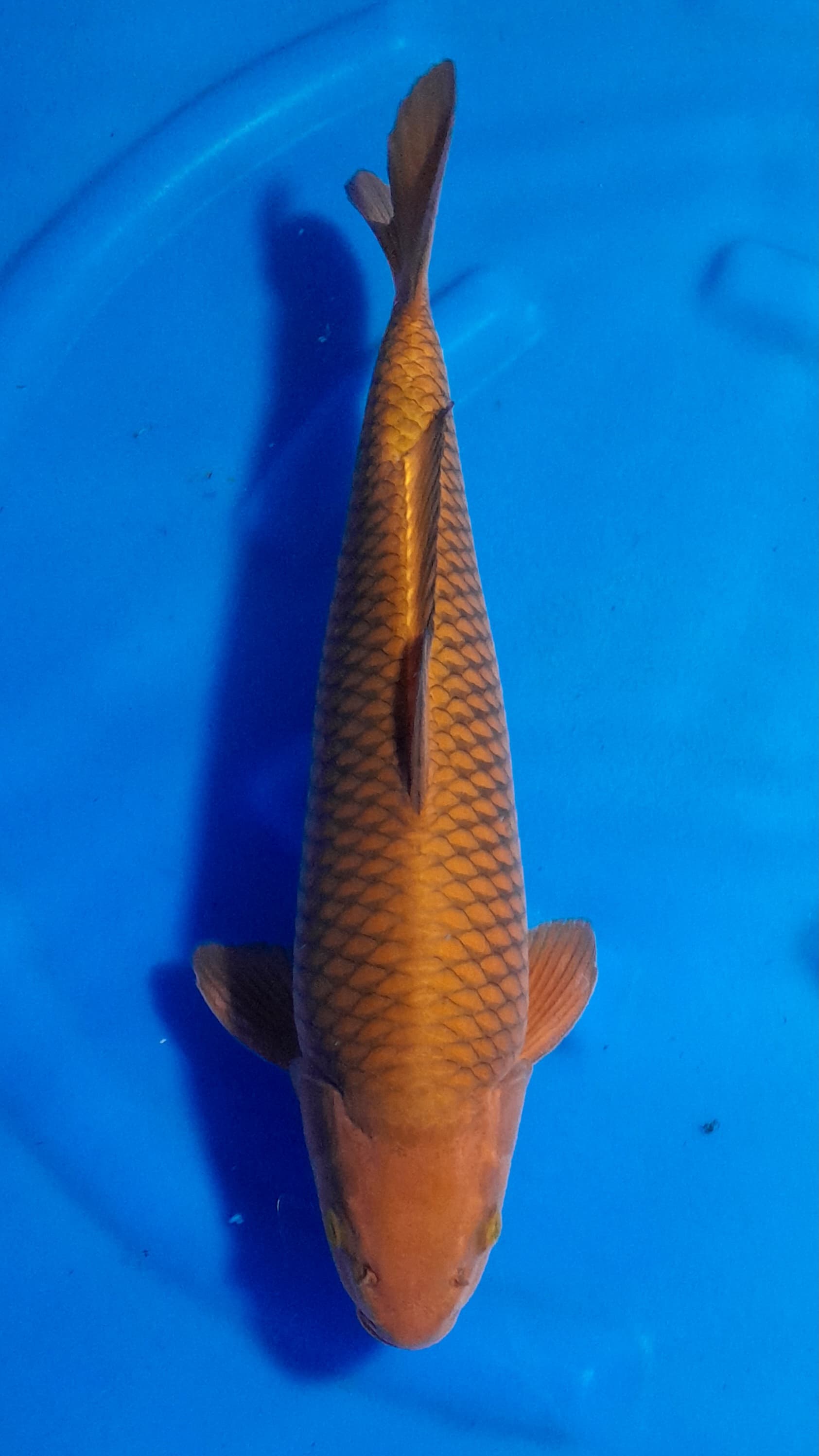 CHAGOI TEMBAGA 44cm