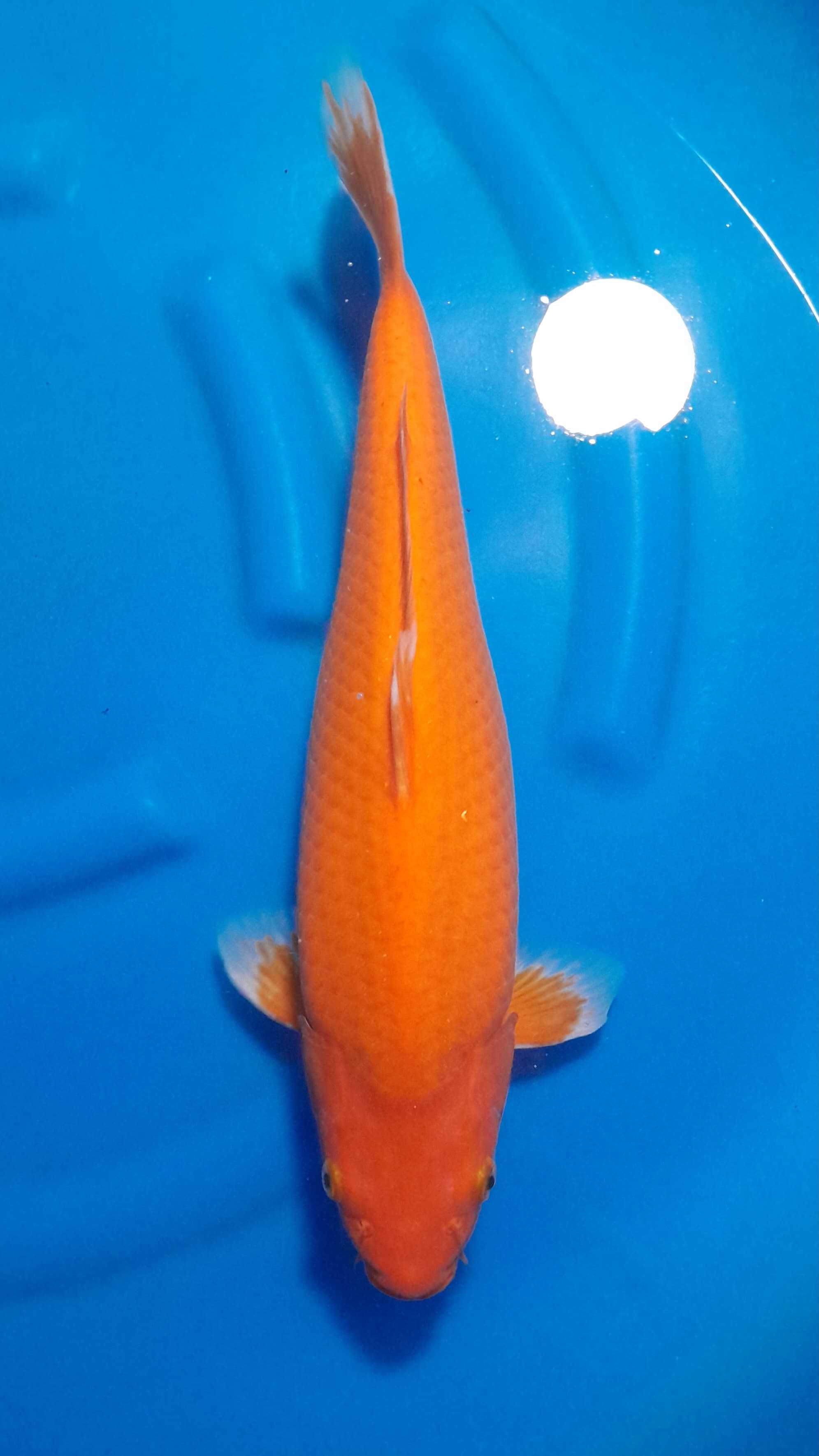 RED KARASI 42cm