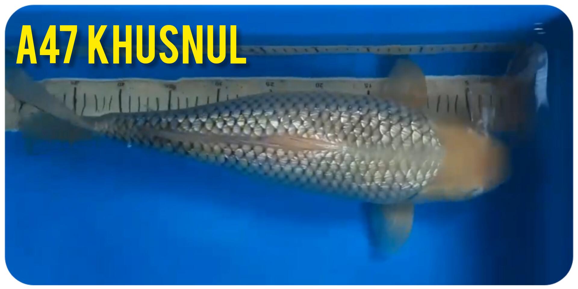 KUSNUL GINRIN SORAGOI BERPUNUK 47cm