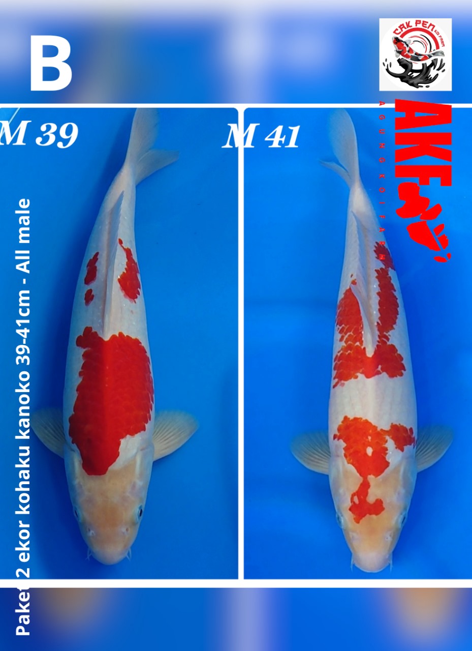 PAKET 2 EKOR KOHAKU KANOKO 39-41cm