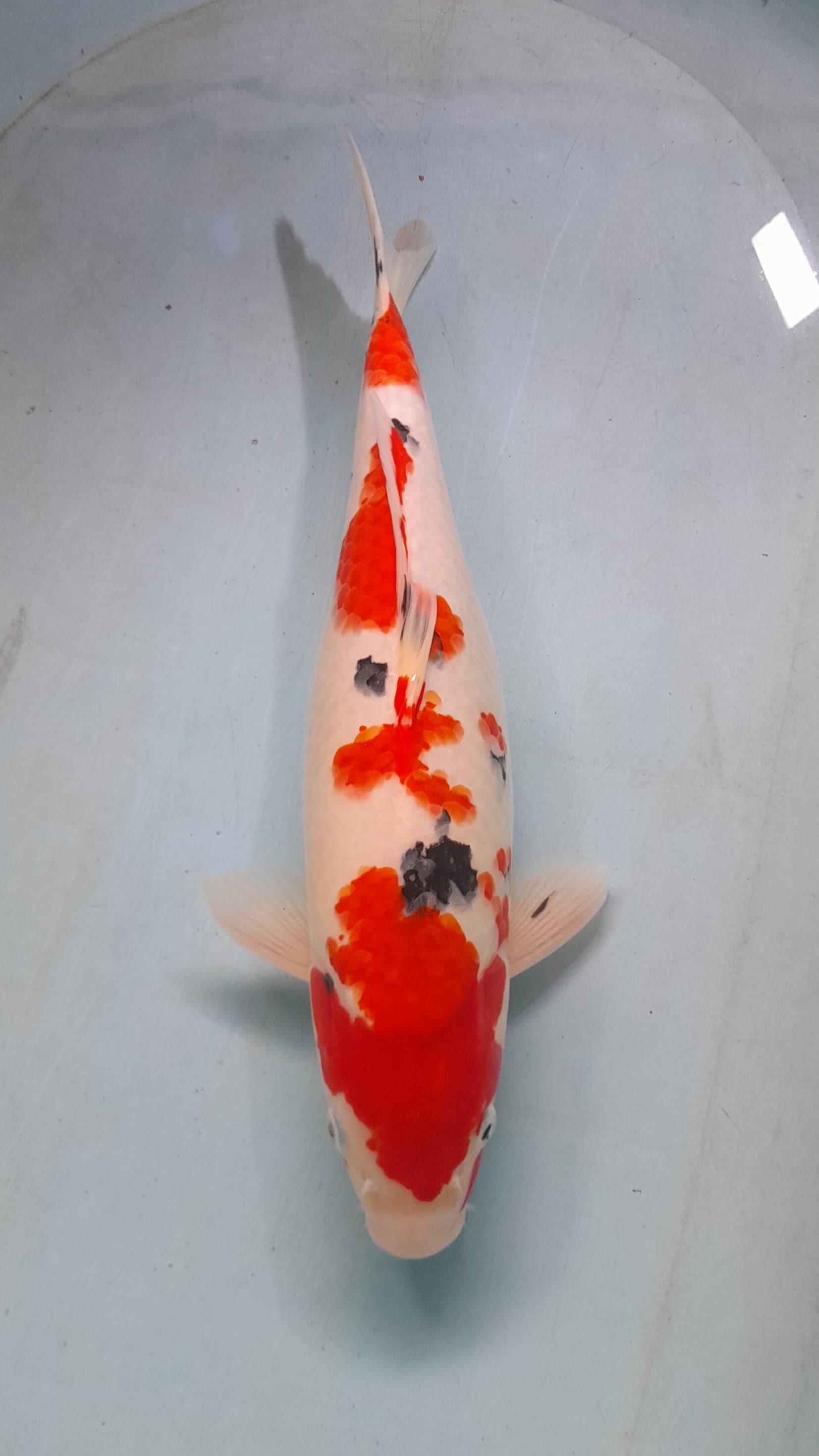 KOHAKU SANKE STRONG ORI 39cm