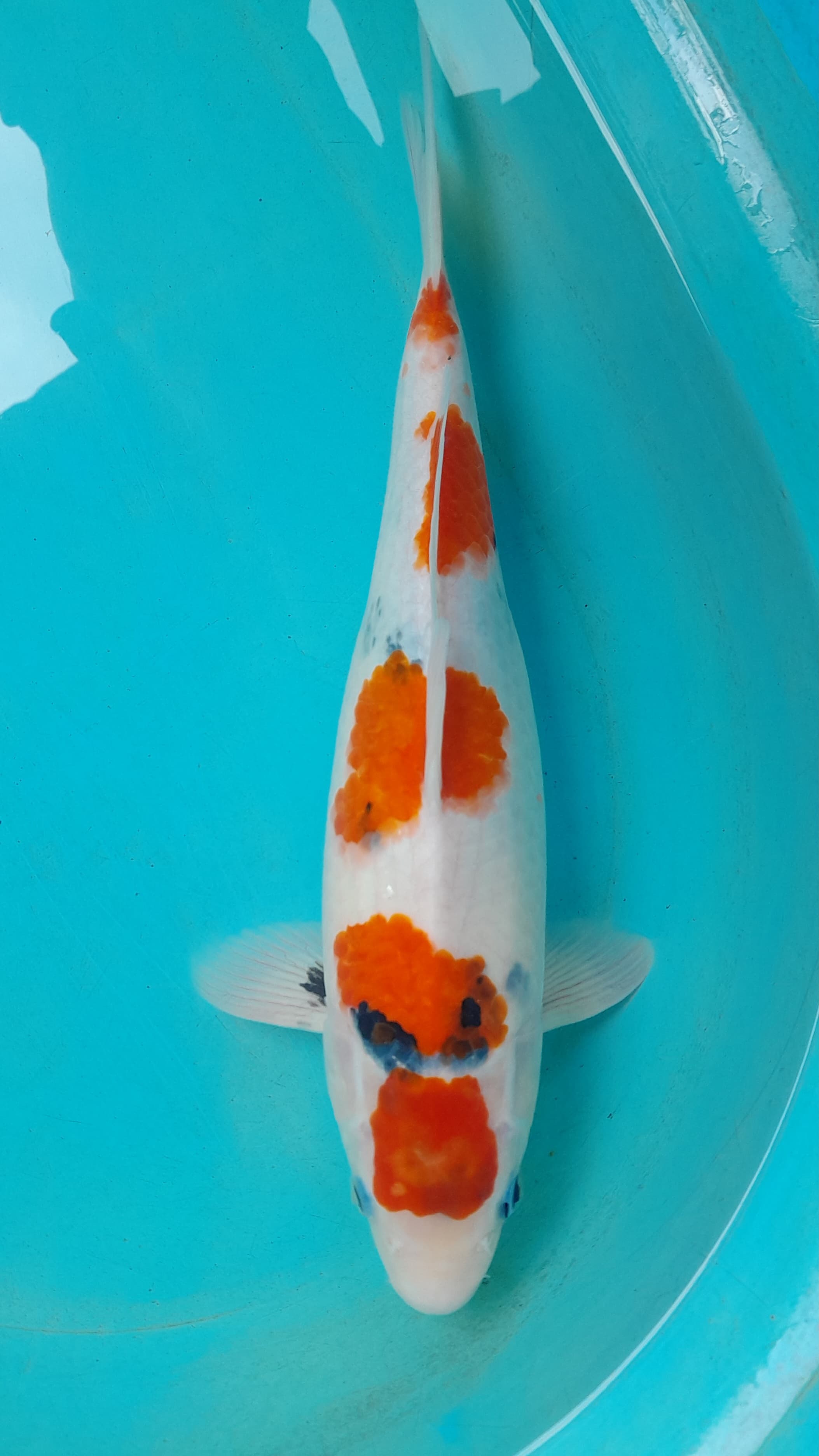SHOWA TATEGOI HQ ORI 39cm