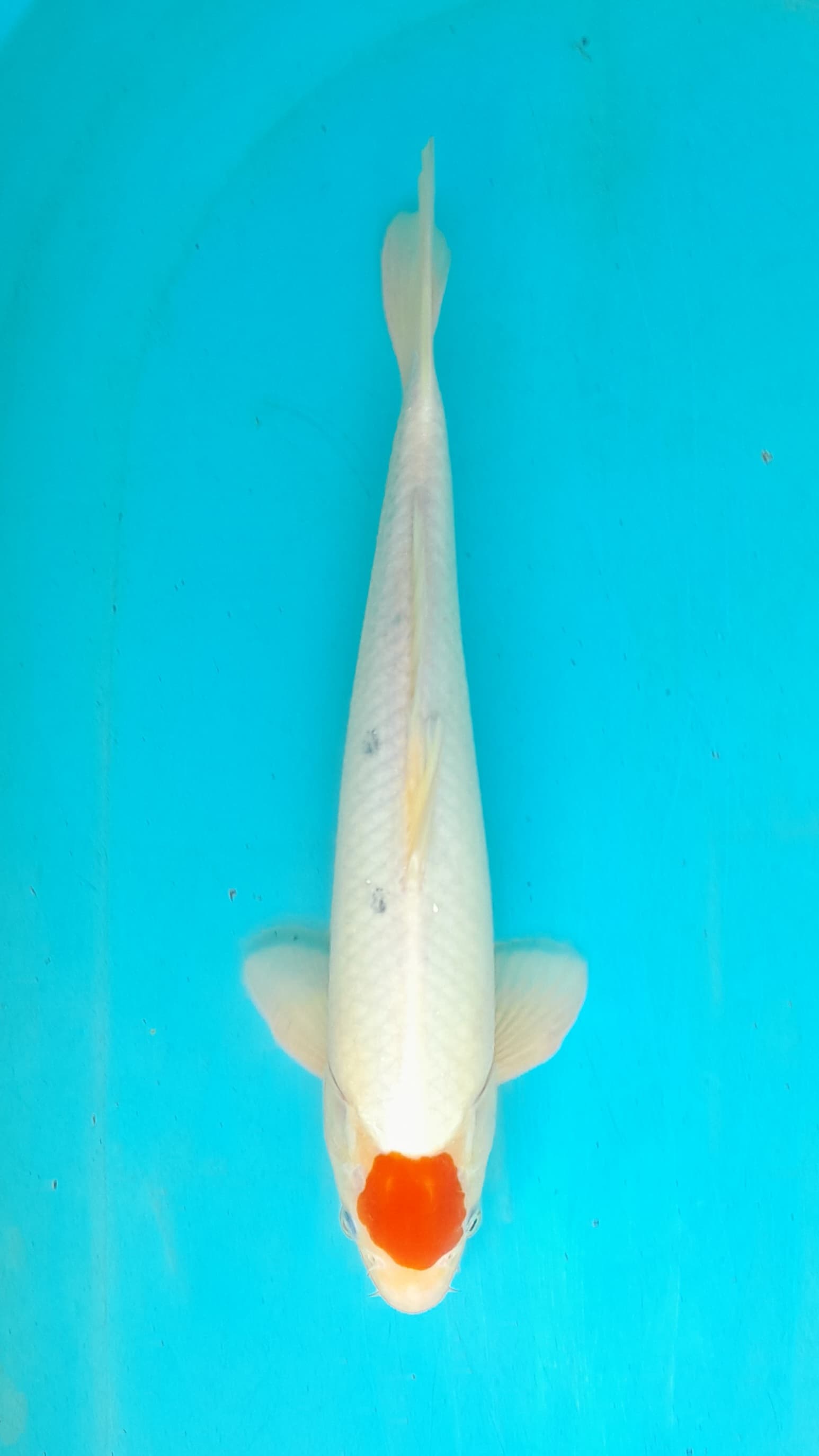 TANCHO ORI HQ 39cm