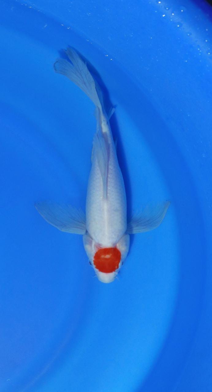 TANCO KOHAKU SLAYER SUPER PANJANG SLENDANG NYA KEPALA SEDIKIT DEKIK TAPI TIDAK KELIHATAN 28cm