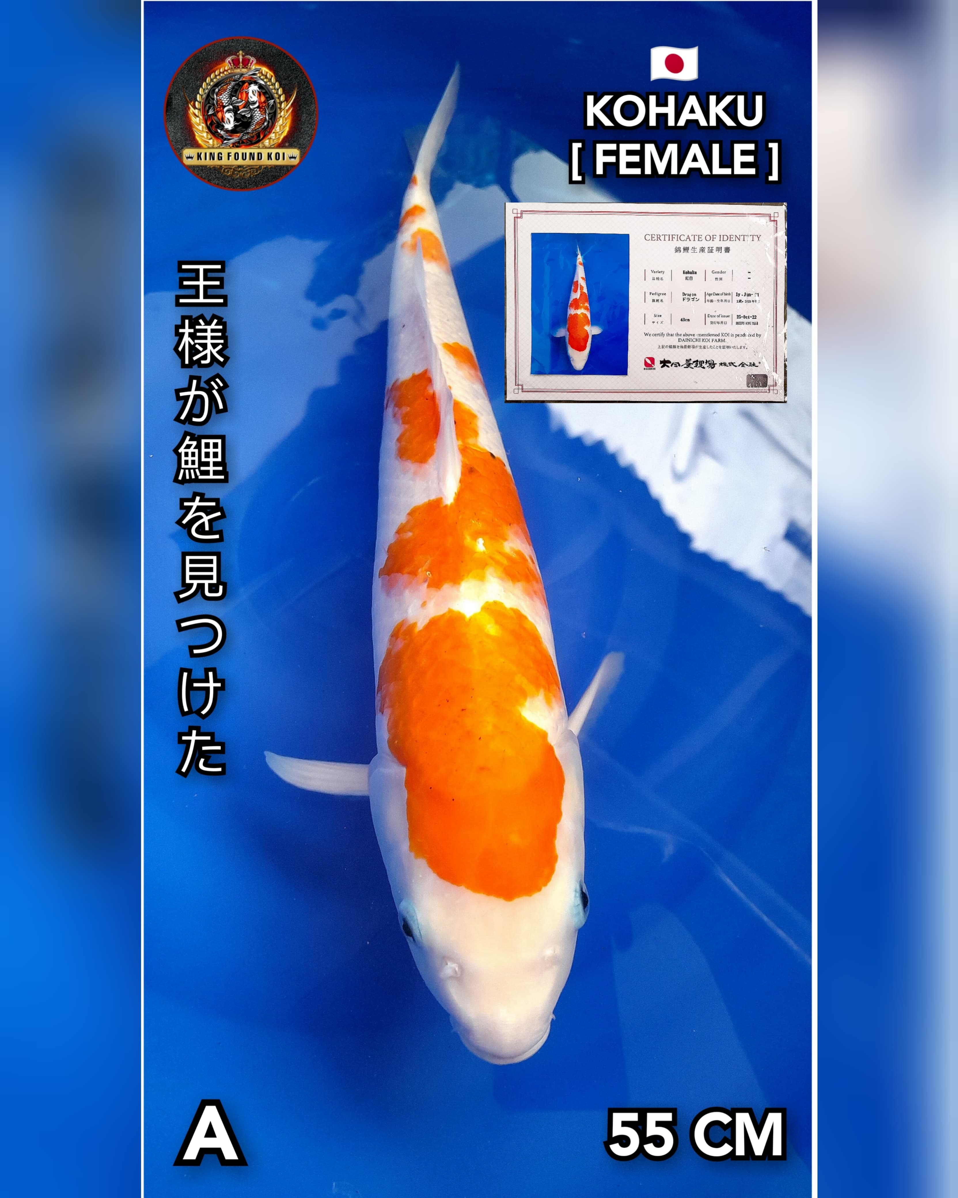 KOHAKU 55cm