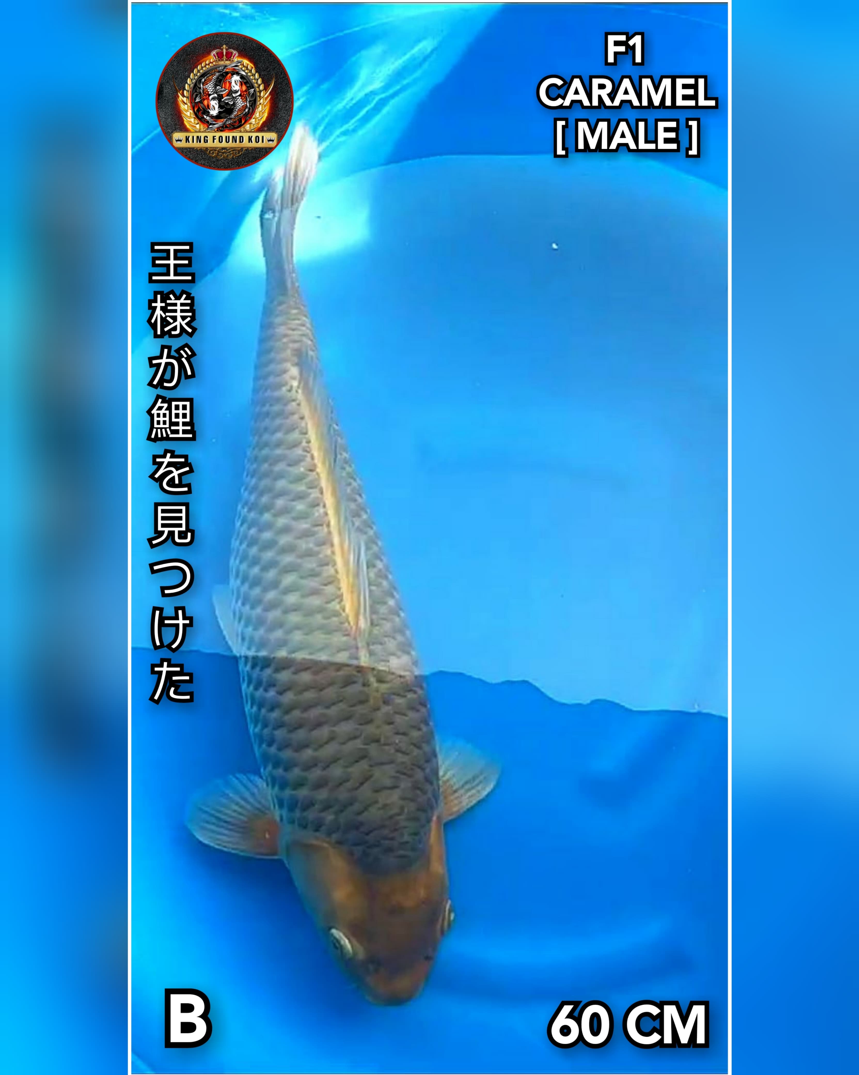 CARAMEL 60cm