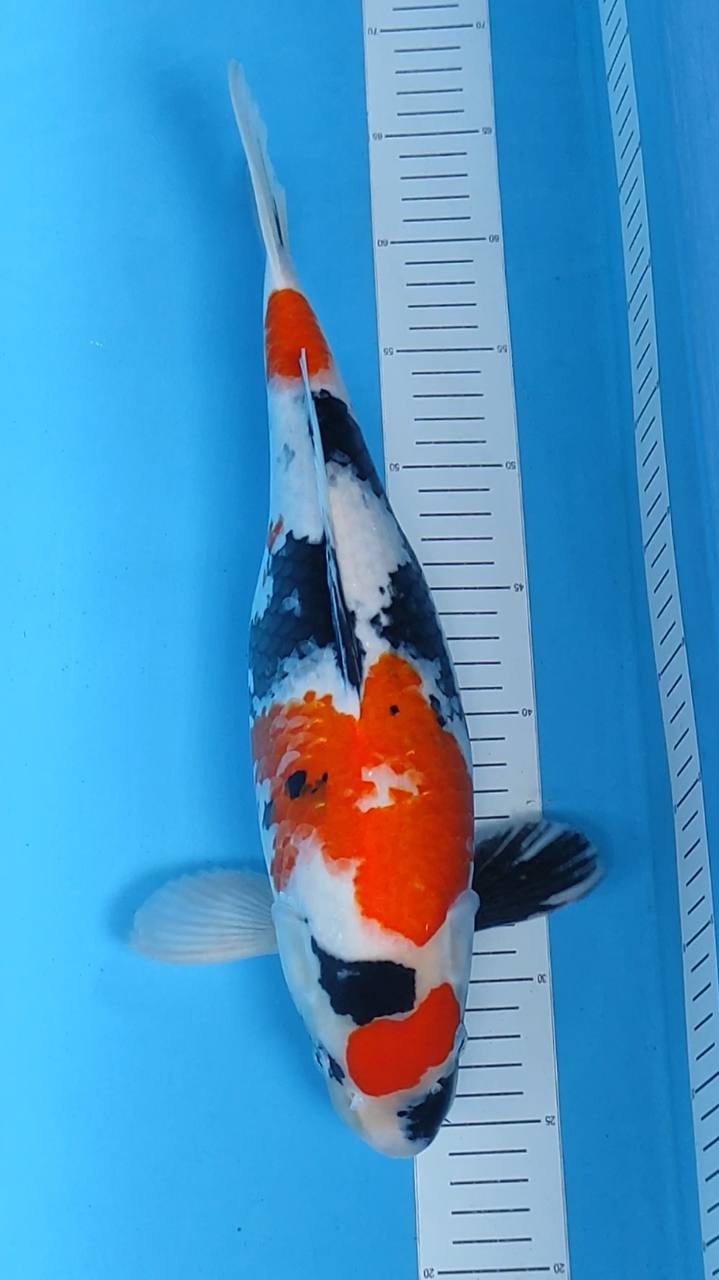 MARUTEN SHOWA 41cm