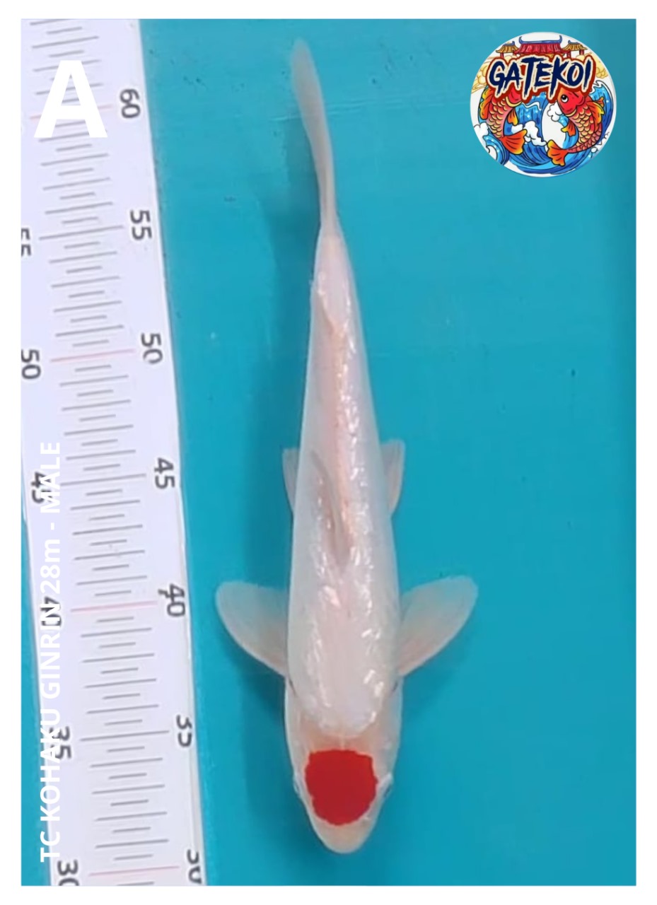 TC KOHAKU GINRIN 28M
