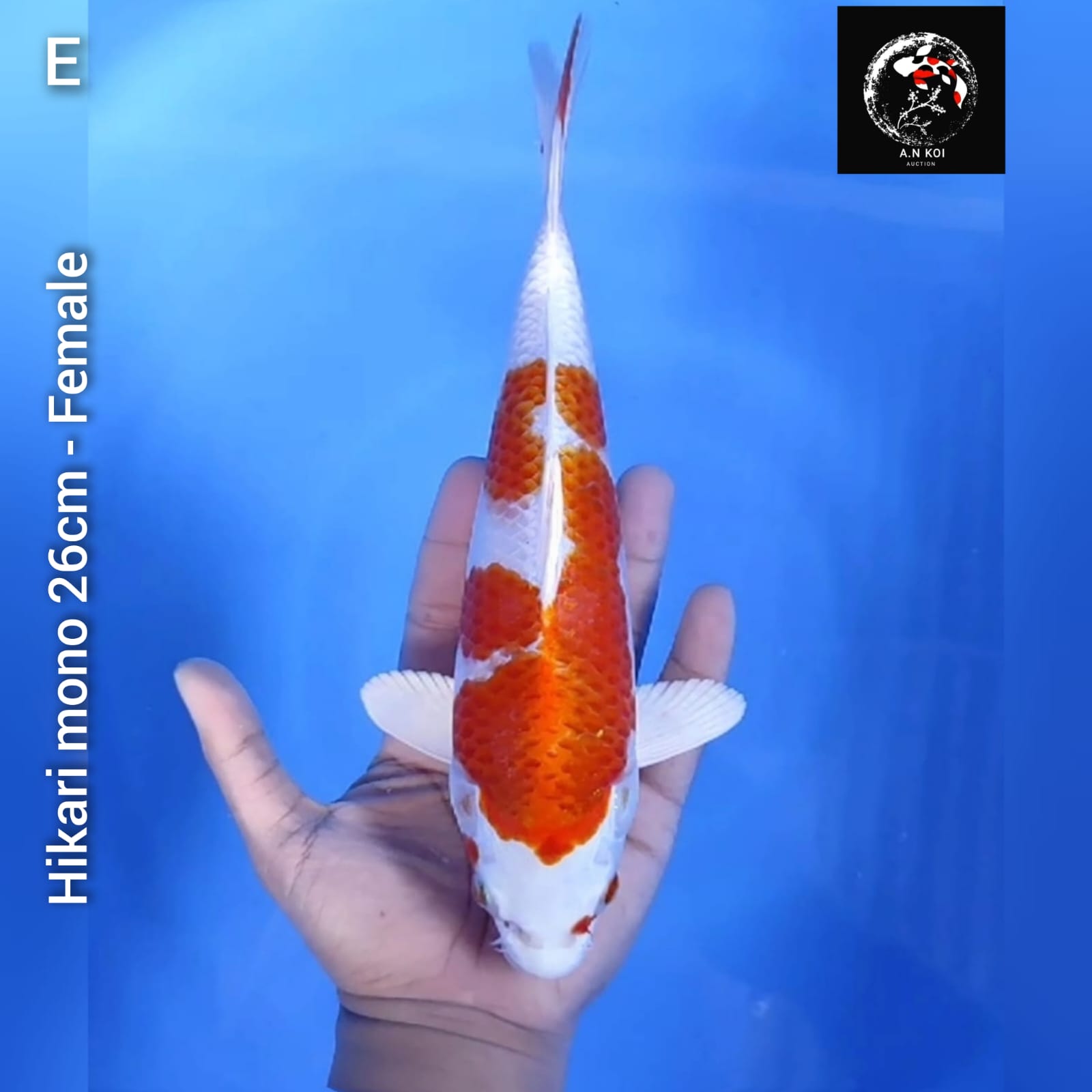 HIKARIMONO 26cm
