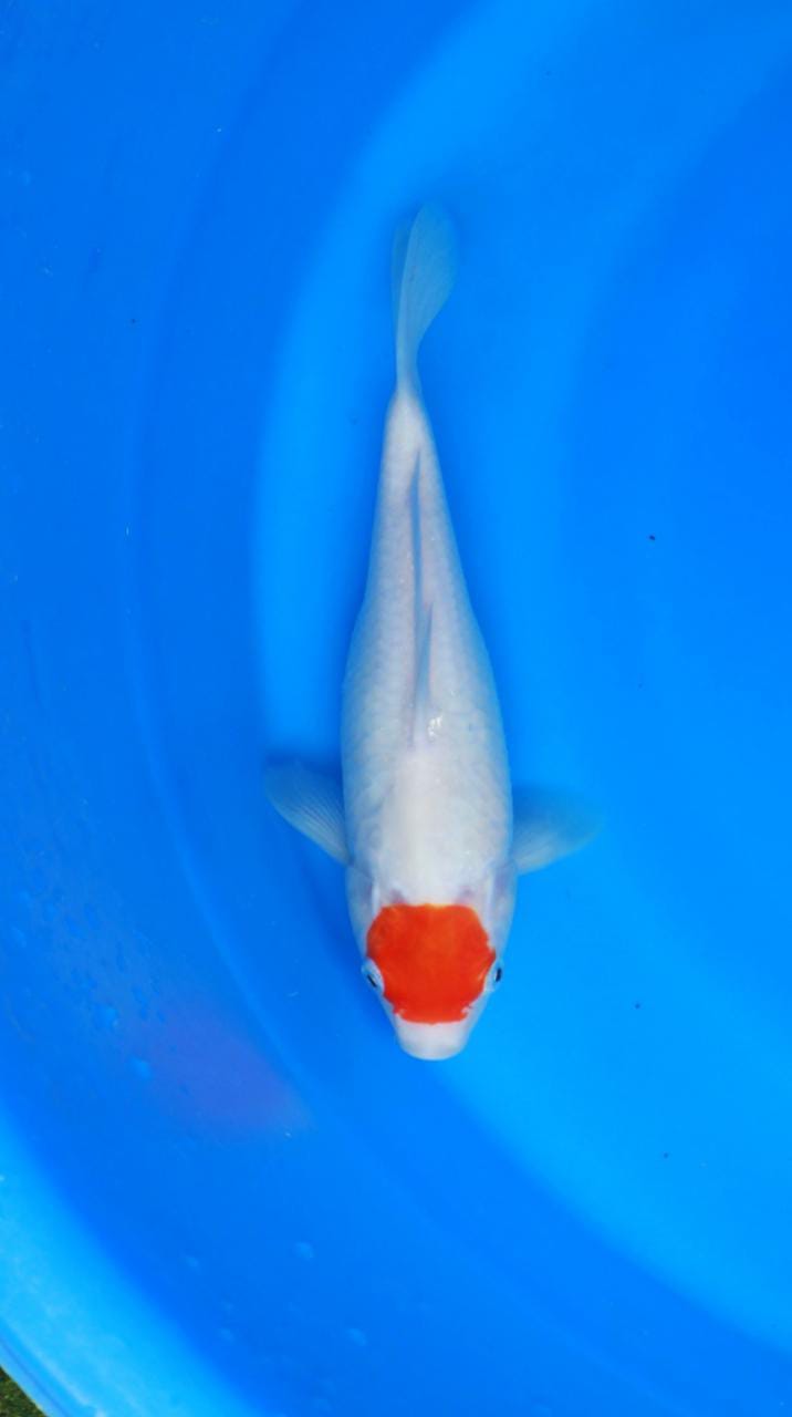 TANCO KOHKU SUPERBULKI BODY LEBAR 27cm