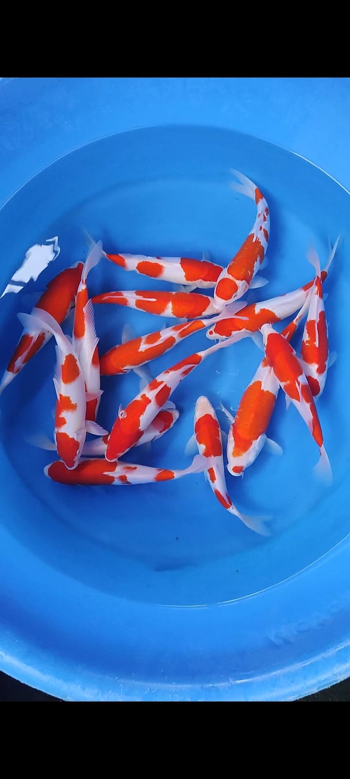 PAKET FULL KOHAKU ORIGANAL RED STRONG SIZE 25 30cm