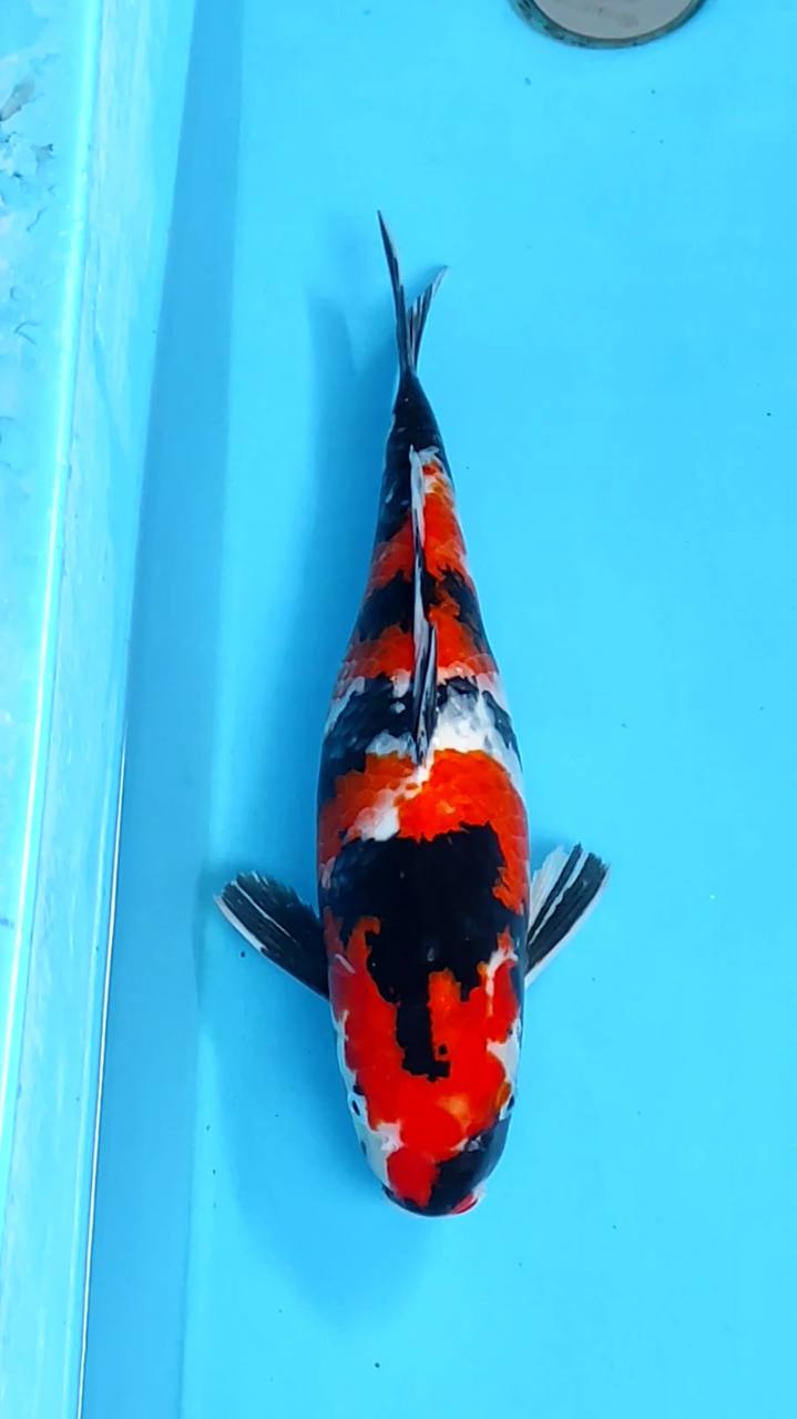 SHOWA 38cm