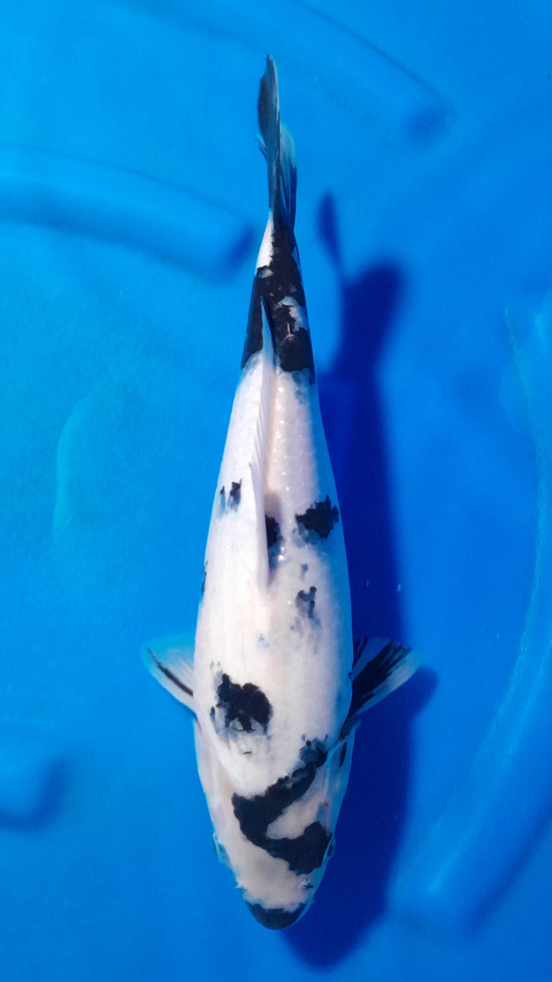 SHIRO UTSURI 37cm