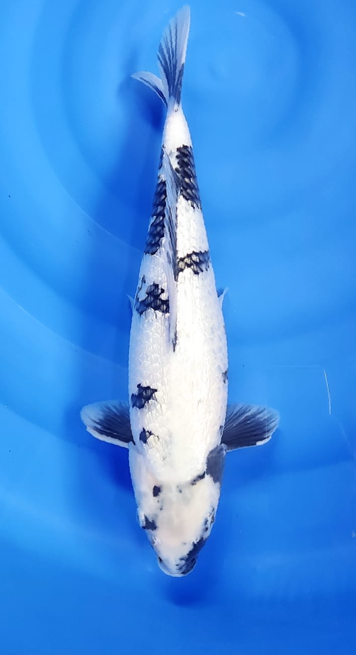 SHIRO GINRIN F 44cm