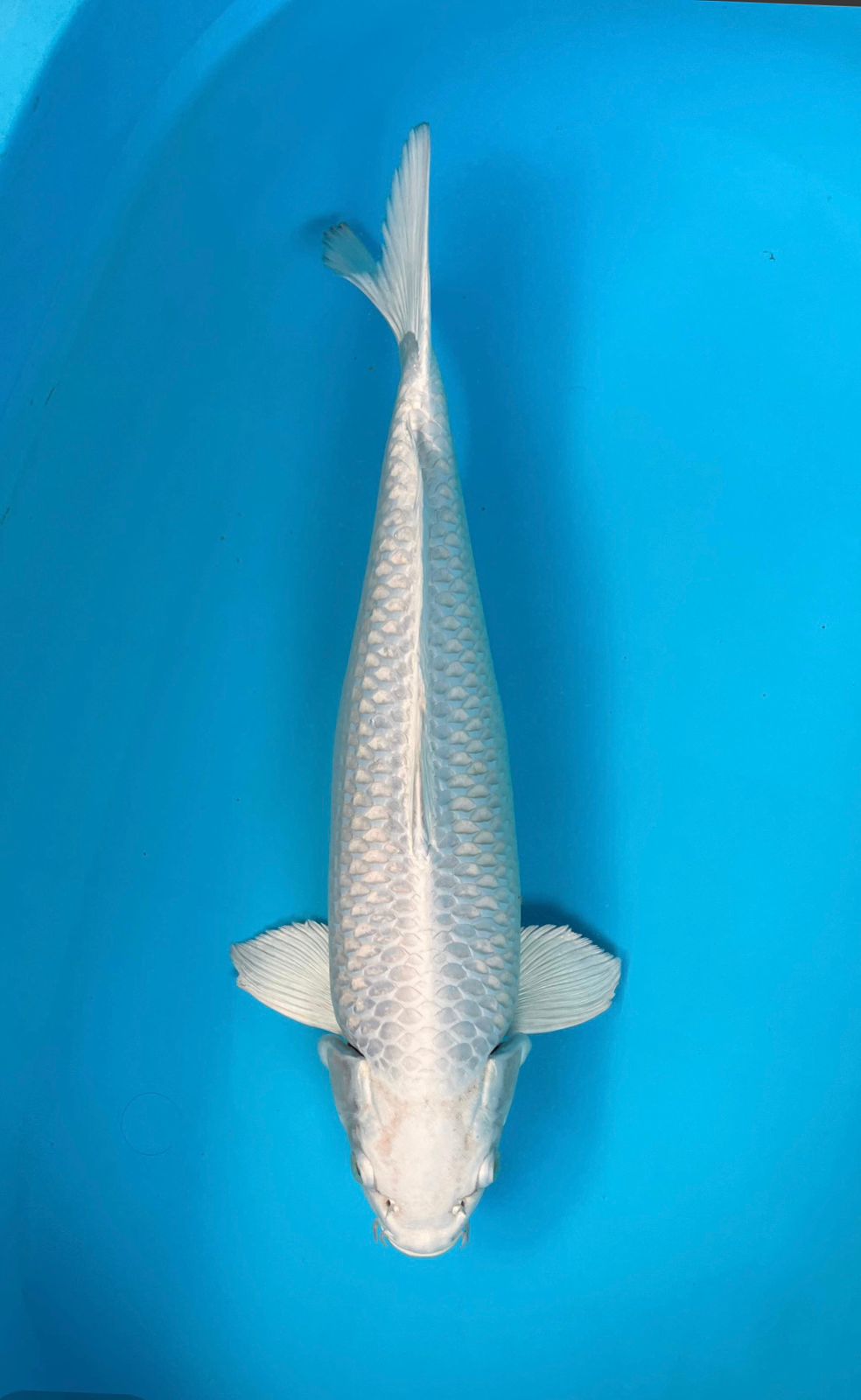 PLATINUM 44cm