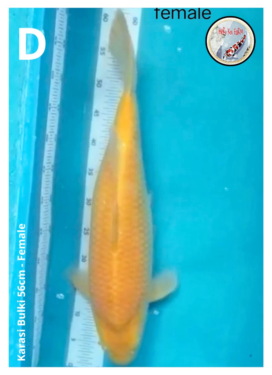 KARASI 
BULKI 56cm
