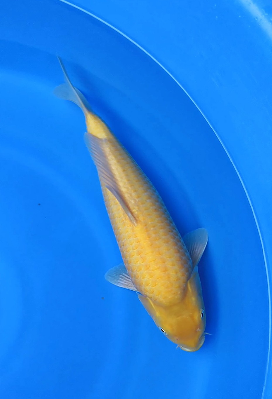 KARASI LEMON PUNUKBULKY 36cm MALE