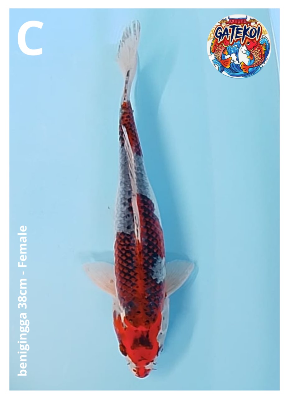 BENIGINGGA 38cm