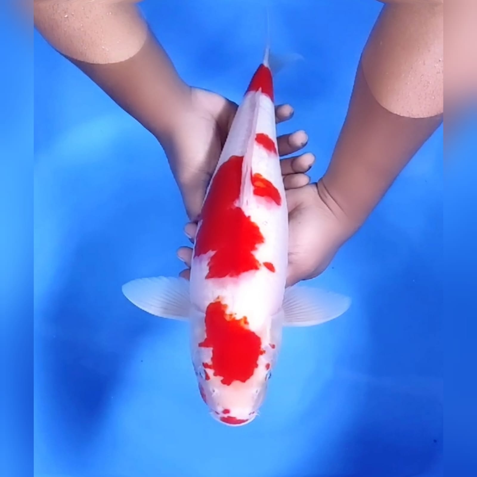 KOHAKU ORIGINAL JUMBO 43cm