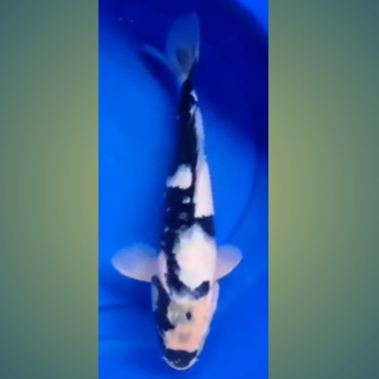 SHIRO ORIGINAL 27cm