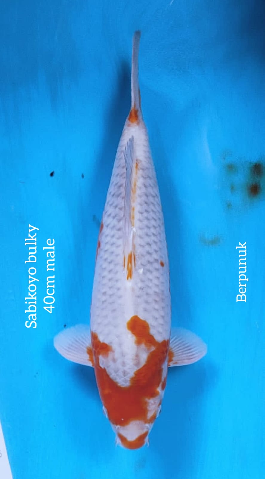 SABIKOYO 40cm