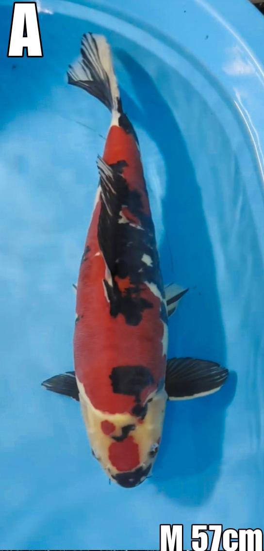 SHOWA DOITSU 57cm