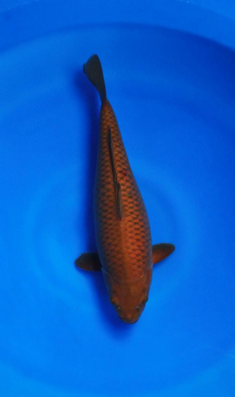 CHAGOI TEMBAGA MERAH SUPER JOS FUKURIN SANGAT JOSS 36cm