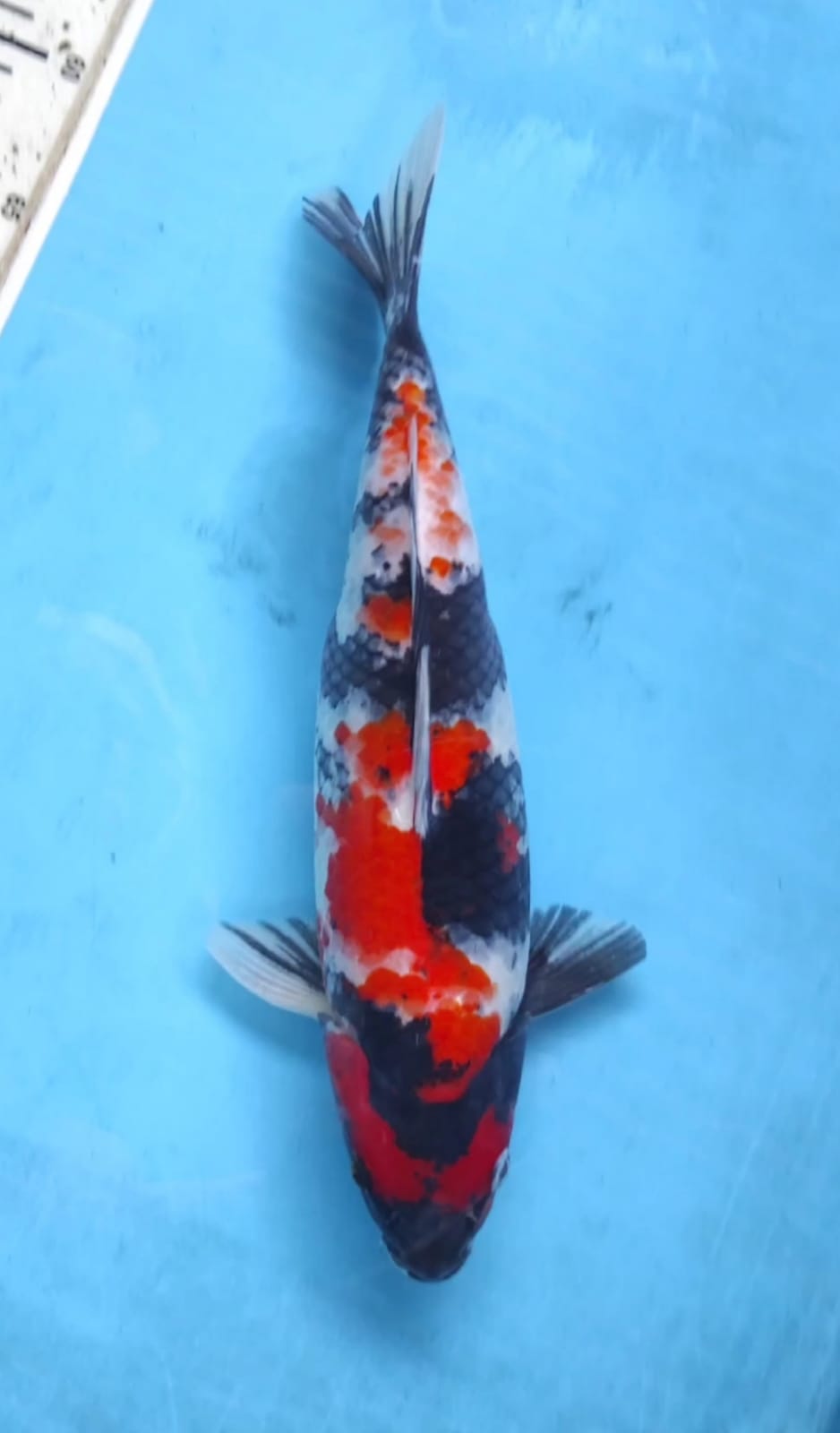 SHOWA 34cm
