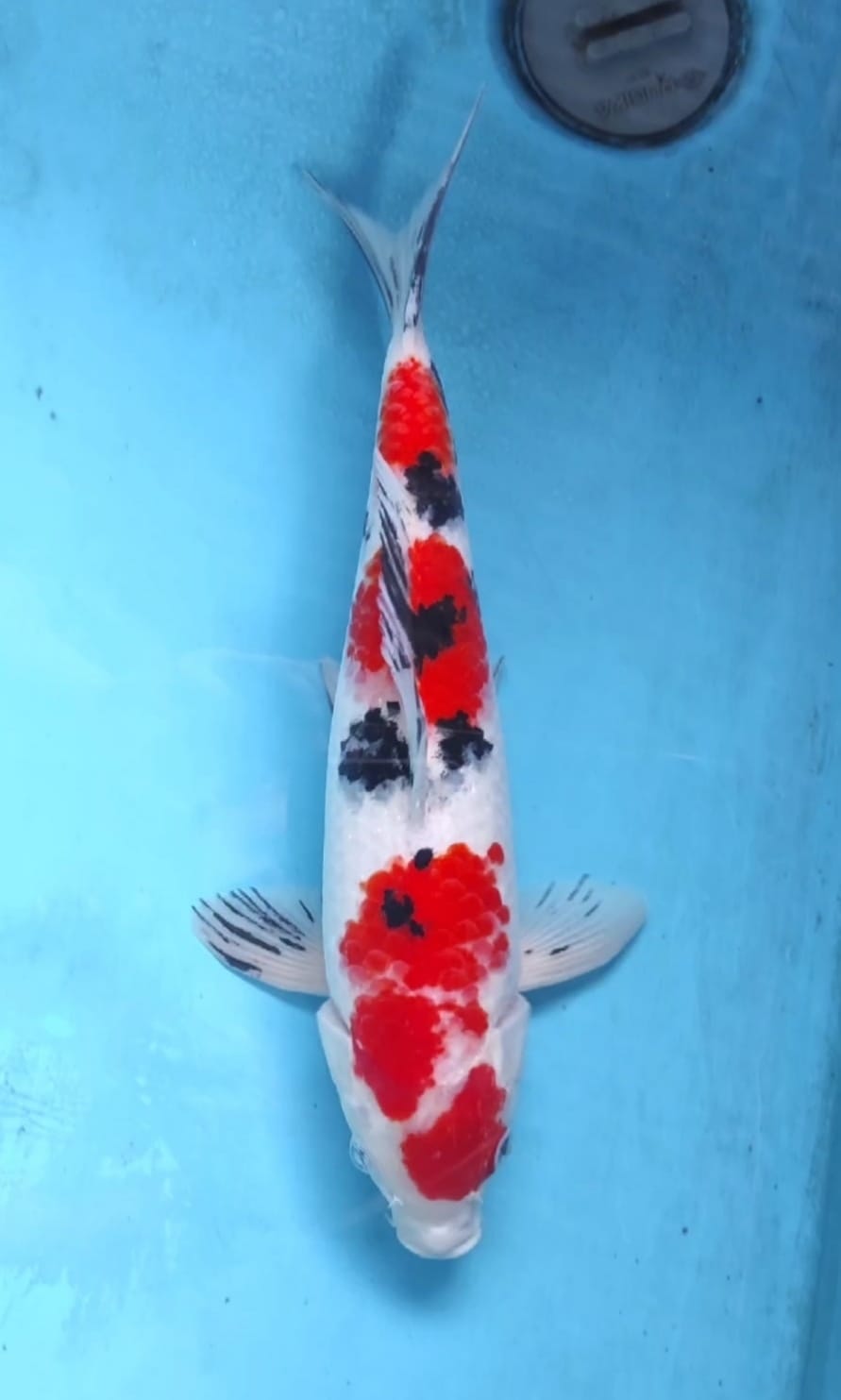 SANKE 33cm