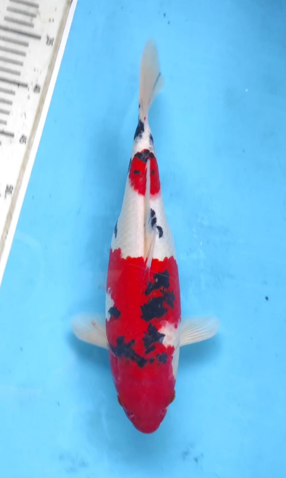SANKE DOITSU 33cm