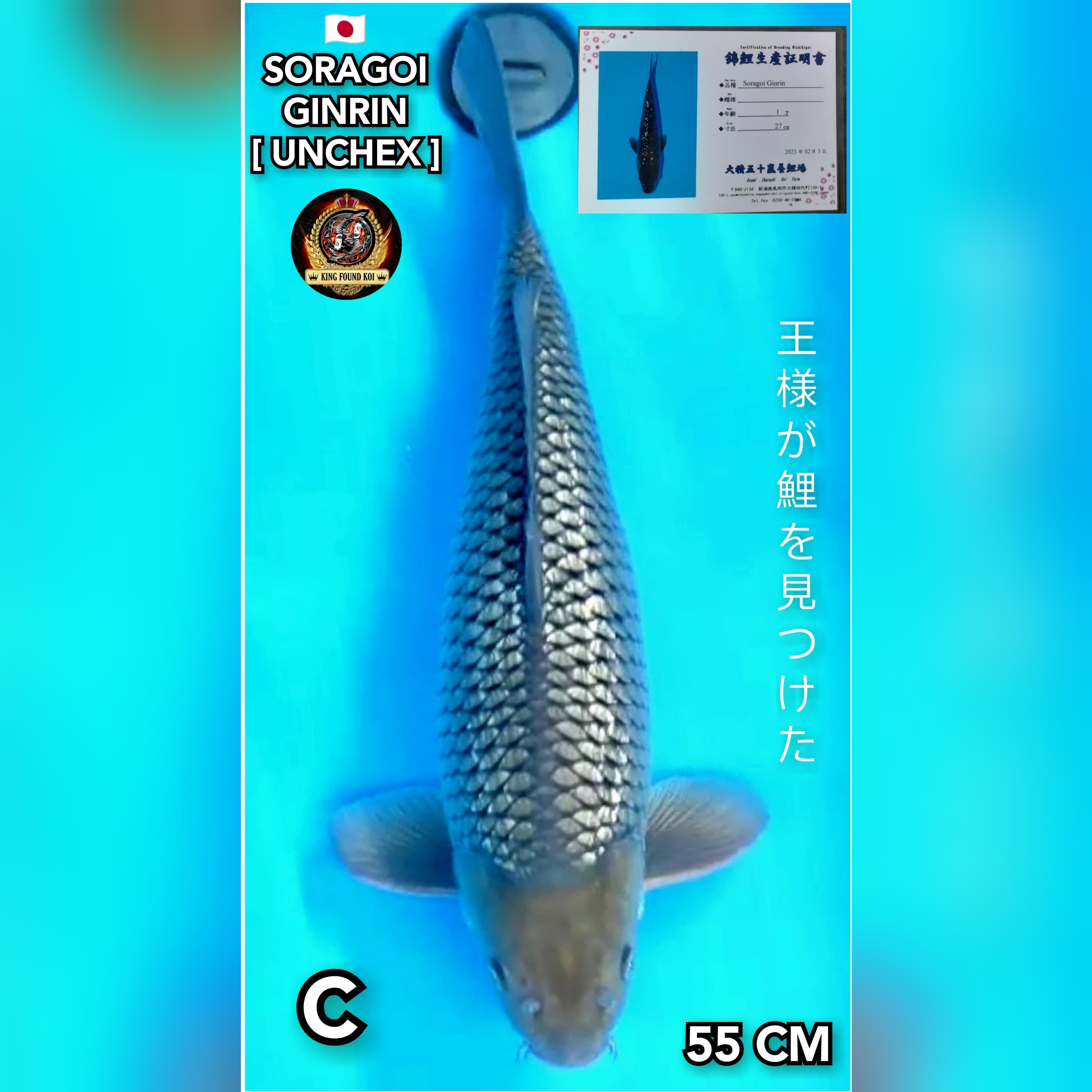 SORAGOI GINRIN 55cm