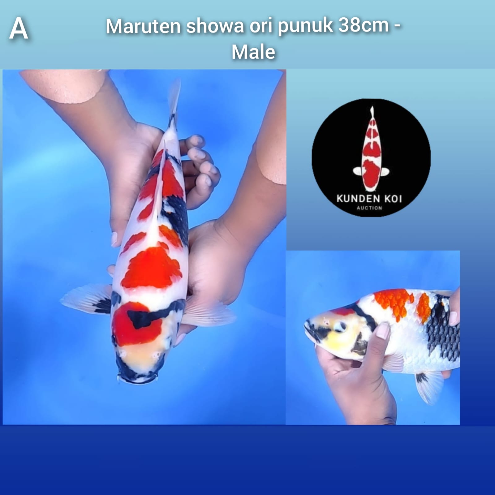 MARUTEN SHOWA ORI PUNUK 38cm