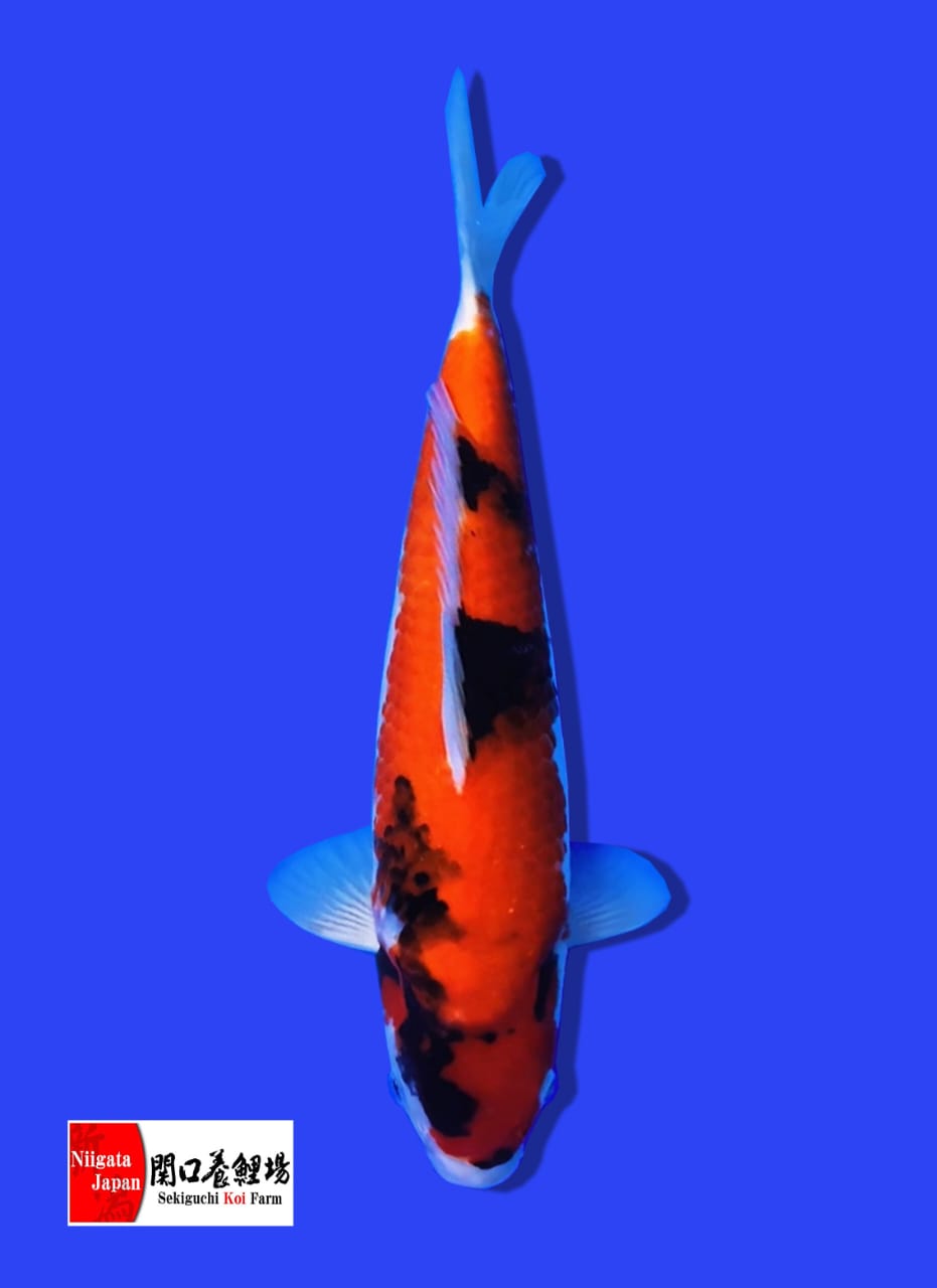 SHOWA SEKIGUCHI 35cm POSISI IKAN DISURABAYA