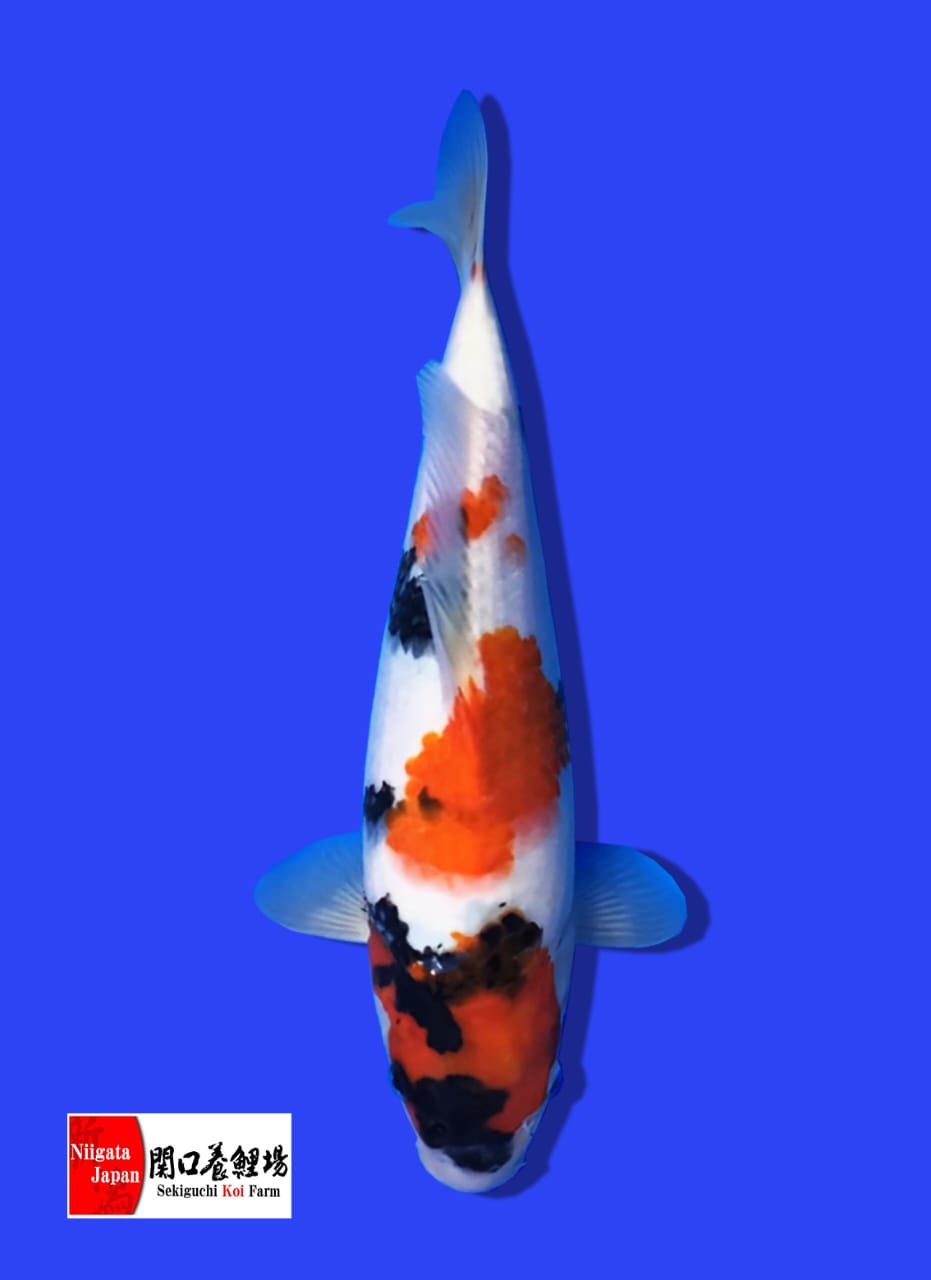 SHOWA SEKIGUCHI 31cm POSISI IKAN DI SURABAYA