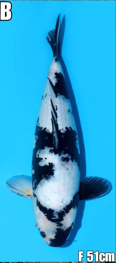 SHIRO OMOSAKO 51cm