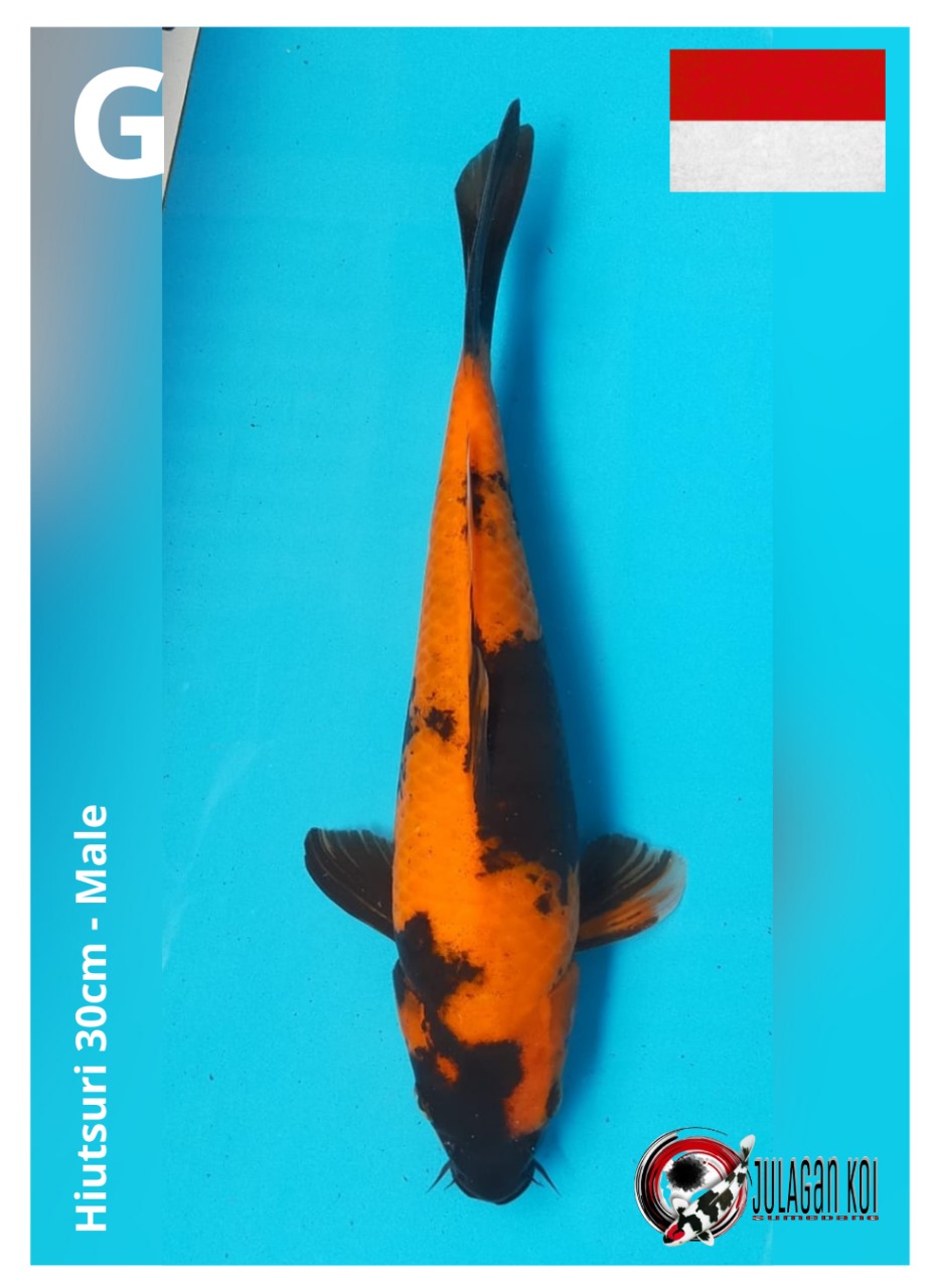 HIUTSURI 30cm