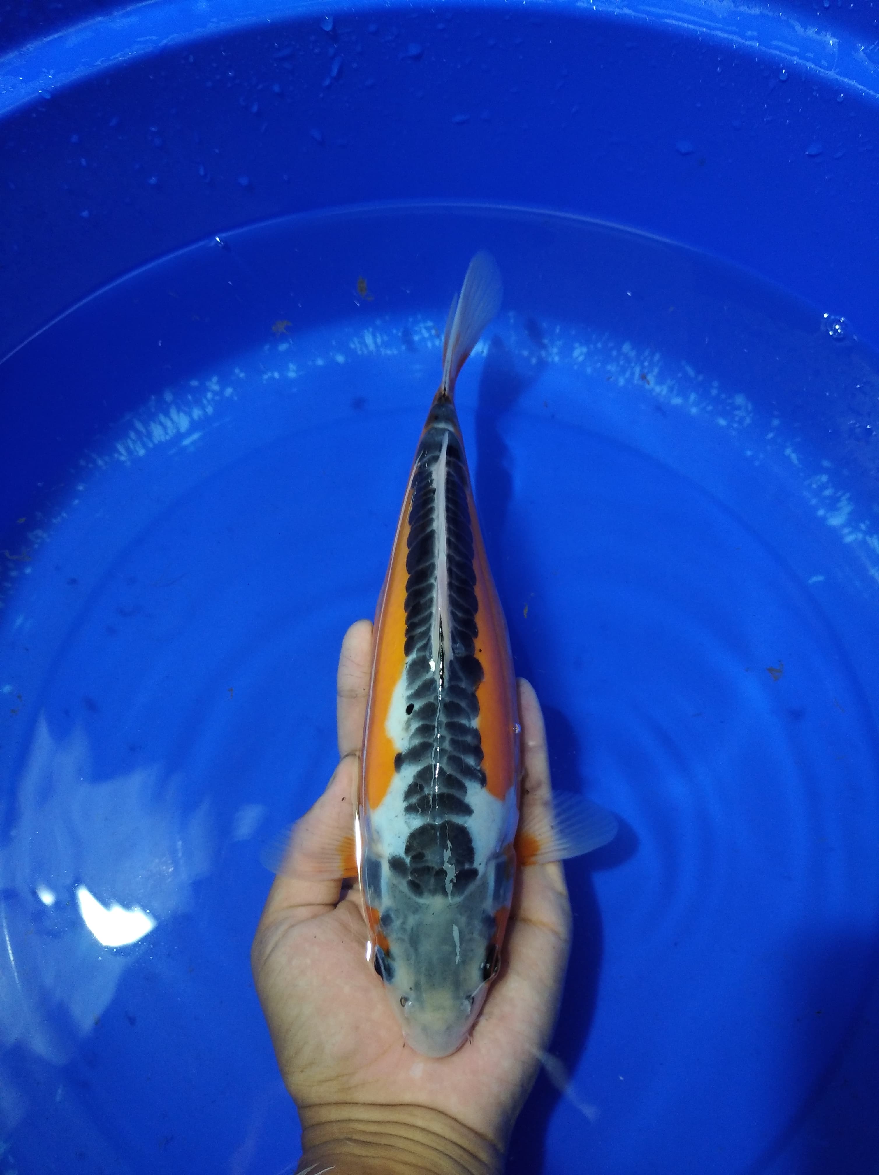 Lelang Koi Online, Jual Beli Ikan Koi, Pusat Jual Beli Koi, Info Lelang Koi Hari Ini, Platform Jual Beli Koi, Jual Beli Ikan Koi Online, Marketplace Ikan Koi, Jual Koi Terbaik, Tempat Beli Koi Berkualitas, Pasar Ikan Koi Online Terpercaya, Penjual Ikan Koi Terpercaya, Beli Koi Hias Online, Ikan Koi untuk Dijual, Koi Kualitas Terbaik, Toko Online Ikan Koi, Koi Hias Untuk Dijual, Jual Beli Ikan Koi Lokal, Koi Indonesia Online, Pusat Jual Beli Koi Terbesar