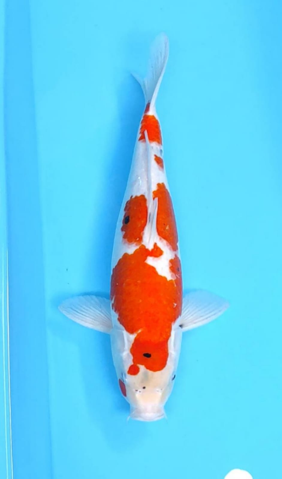 SHOWA TETEGOI 43cm