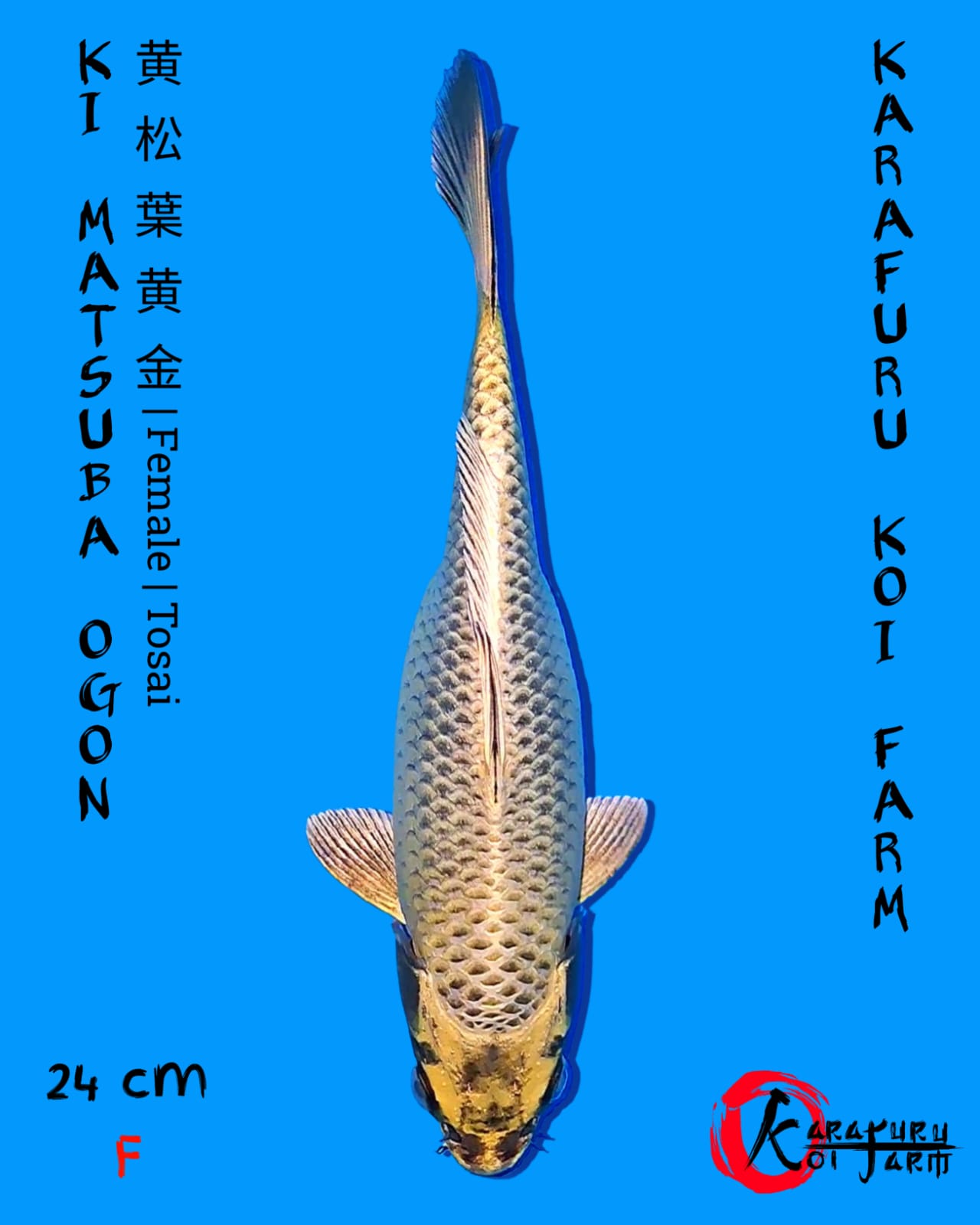 KI MATSUBA OGON 24cm