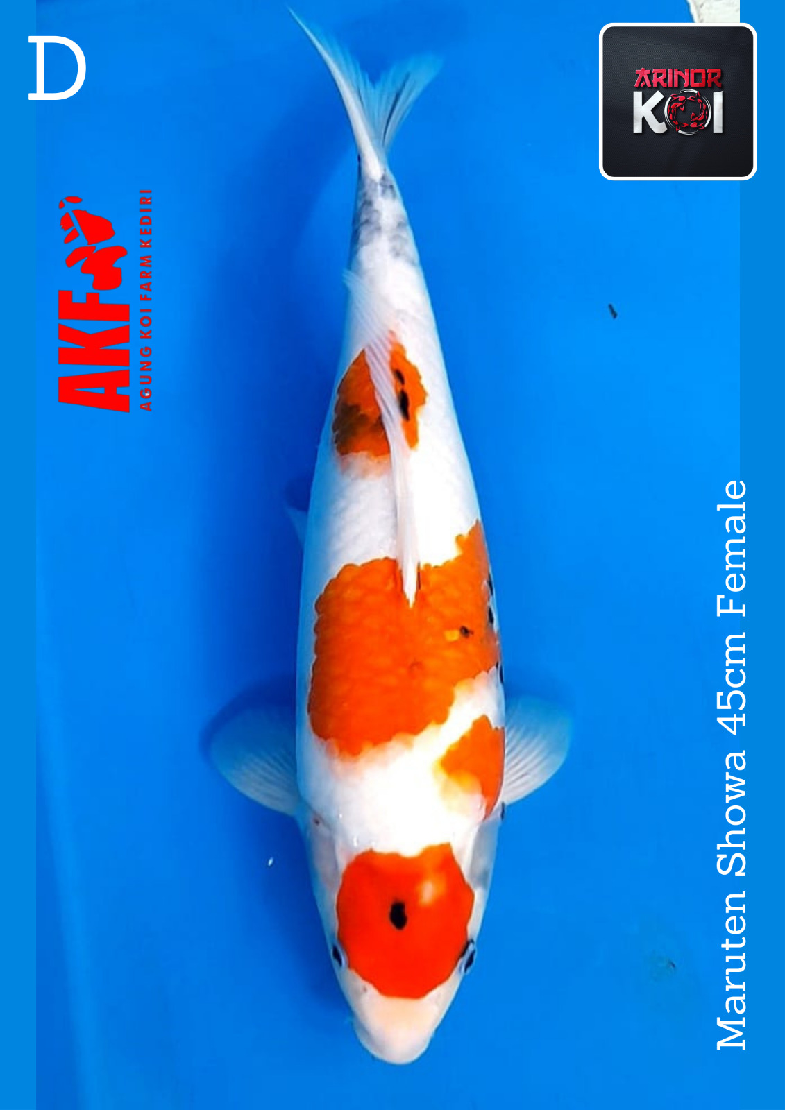 SHOWA MARUTEN 45cm