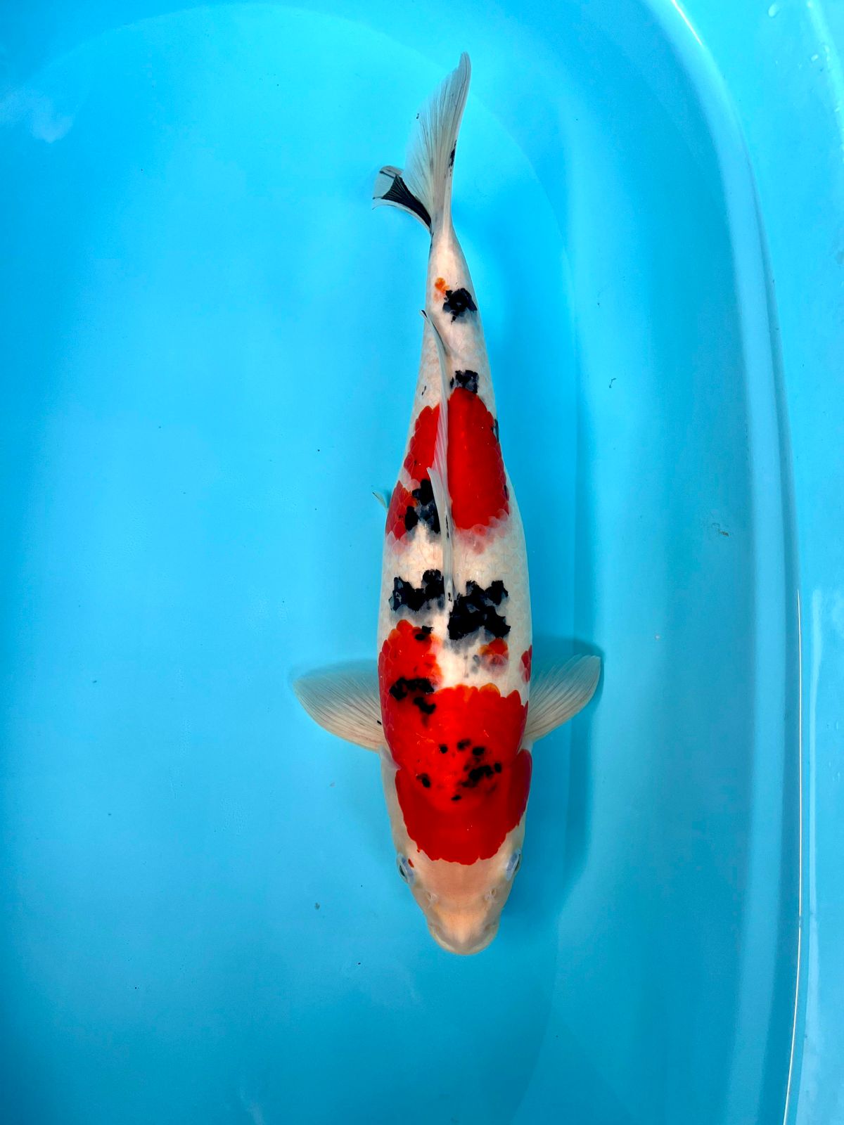 SHANKE 40cm
