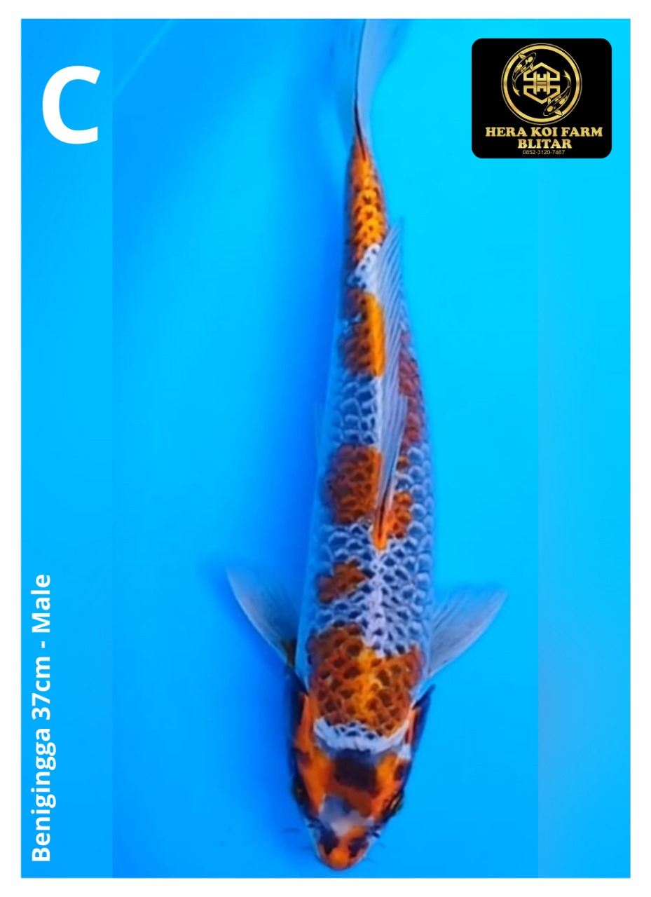BENIGINGGA 37cm
